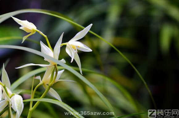 怎样养殖好寒兰,花百科